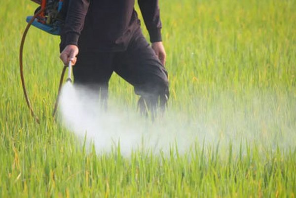 怎样正确使用叶面肥